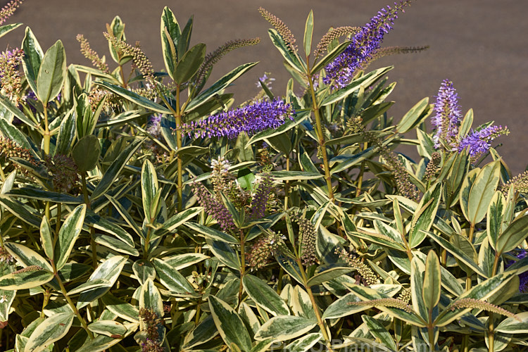 <i>Veronica x andersonii</i> (syn. <i>Hebe x andersonii</i>) 'Variegata', a popular brightly variegated cultivar of an H. salicifolia x H. speciosa hybrid that arose in Scotland in the mid-19th century. Order: Lamiales, Family: Plantaginaceae