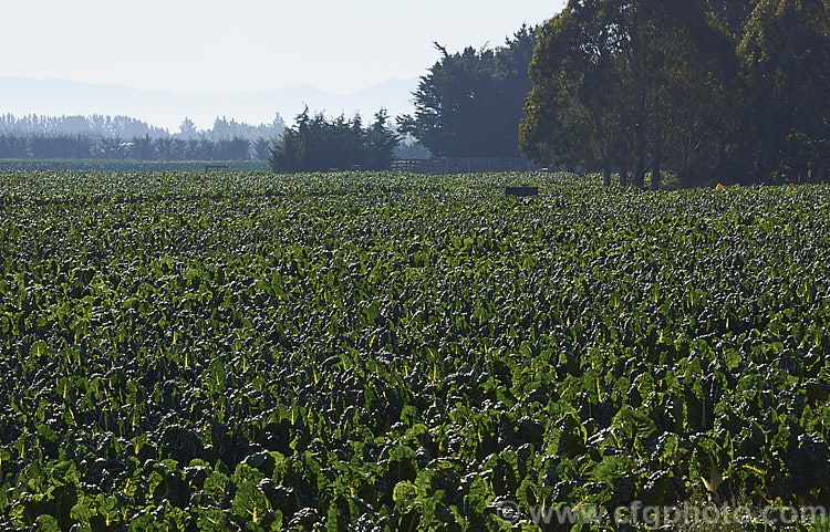 A field of Chard, Swiss. Chard or Silver Beet (<i>Beta vulgaris var. flavescens</i>), a vegetable cultivated for its edible spinach-like foliage. Garden forms are available in a range of stem colours. beta-2601htm'>Beta. Order: Caryophyllales, Family: Amaranthaceae