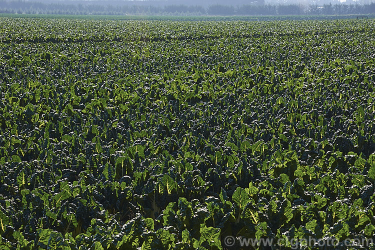 A field of Chard, Swiss. Chard or Silver Beet (<i>Beta vulgaris var. flavescens</i>), a vegetable cultivated for its edible spinach-like foliage. Garden forms are available in a range of stem colours. beta-2601htm'>Beta. Order: Caryophyllales, Family: Amaranthaceae