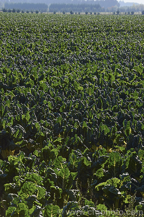 A field of Chard, Swiss. Chard or Silver Beet (<i>Beta vulgaris var. flavescens</i>), a vegetable cultivated for its edible spinach-like foliage. Garden forms are available in a range of stem colours. beta-2601htm'>Beta. Order: Caryophyllales, Family: Amaranthaceae