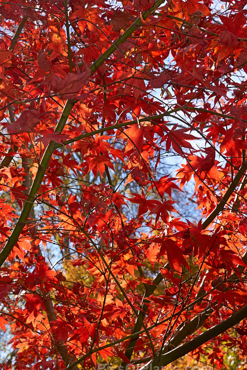 The autumn foliage of <i>Acer palmatum</i> 'Osakazuki'. This upright Japanese Maple cultivar has simple palmate foliage that is bright green in spring, darkens in summer and develops these fiery red tones in autumn. It grows to around 7m tall Order: Sapindales, Family: Sapindaceae