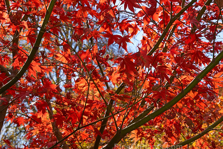 The autumn foliage of <i>Acer palmatum</i> 'Osakazuki'. This upright Japanese Maple cultivar has simple palmate foliage that is bright green in spring, darkens in summer and develops these fiery red tones in autumn. It grows to around 7m tall Order: Sapindales, Family: Sapindaceae