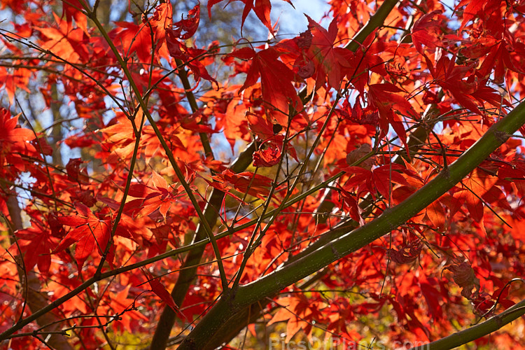 The autumn foliage of <i>Acer palmatum</i> 'Osakazuki'. This upright Japanese Maple cultivar has simple palmate foliage that is bright green in spring, darkens in summer and develops these fiery red tones in autumn. It grows to around 7m tall Order: Sapindales, Family: Sapindaceae