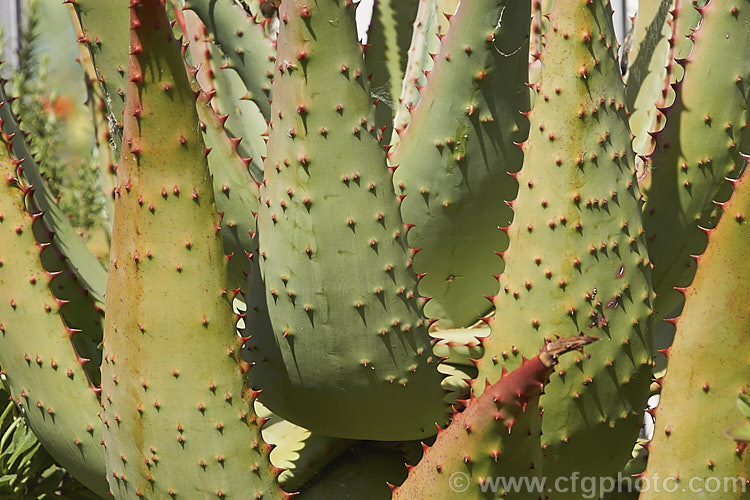 The spine-edged and studded foliage of the Cape. Aloe or Fierce. Aloe (<i>Aloe ferox</i>), a winter-flowering woody-stemmed perennial native to the Cape. Province of South Africa. The main trunk can be up to 3m tall. The extent of the spines found over the leaf surface is variable. Order: Asparagales, Family: Asphodelaceae