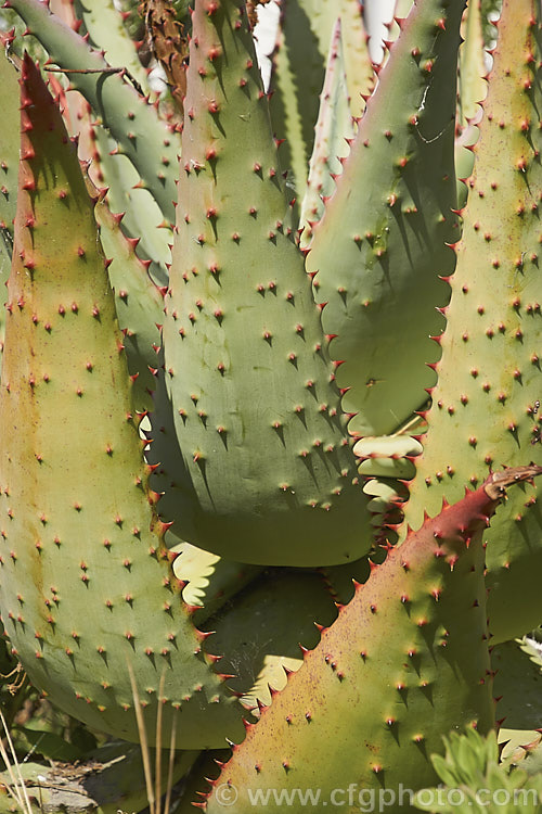 The spine-edged and studded foliage of the Cape. Aloe or Fierce. Aloe (<i>Aloe ferox</i>), a winter-flowering woody-stemmed perennial native to the Cape. Province of South Africa. The main trunk can be up to 3m tall. The extent of the spines found over the leaf surface is variable. Order: Asparagales, Family: Asphodelaceae