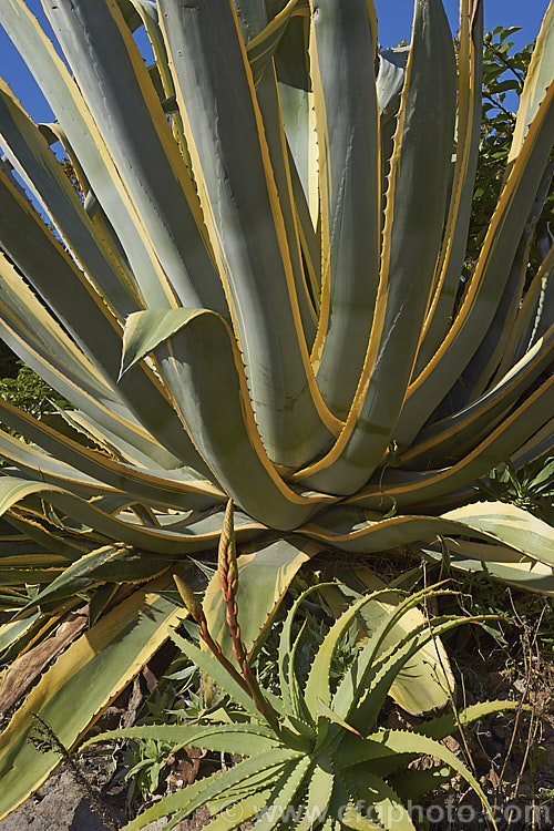 A view from slightly below of the foliage rosette of <i>Agave americana</i> 'Marginata', a variegated foliage form of a large monocarpic succulent native to eastern Mexico 'Marginata' can be recognised by the broad yellow margins of its foliage. The thick fleshy leaves are edged with fierce teeth and the flower spike can grow to over 6m tall Although given the name. Century Plant because it was though to flower once in a hundred years, the rosettes actually take around 8-15 years to mature to flowering size, after which they die, to be replaced by suckers. Order: Asparagales, Family: Asparagaceae