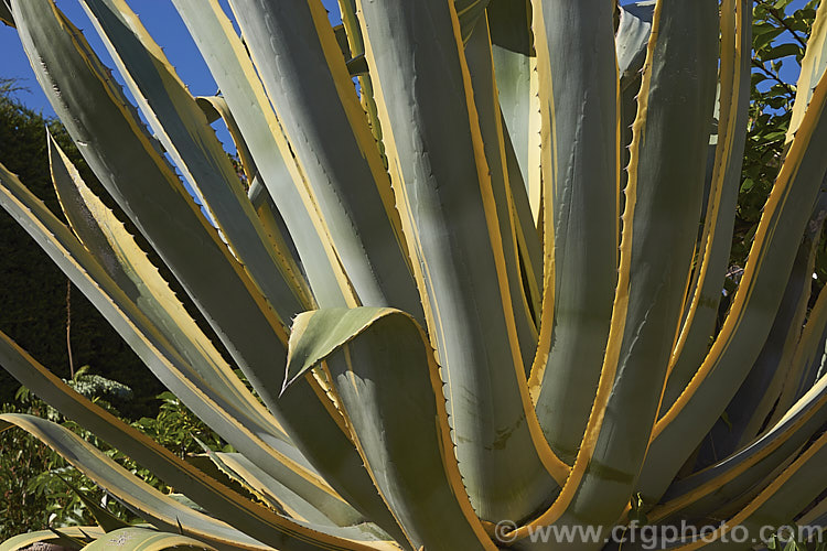 A view from slightly below of the foliage rosette of <i>Agave americana</i> 'Marginata', a variegated foliage form of a large monocarpic succulent native to eastern Mexico 'Marginata' can be recognised by the broad yellow margins of its foliage. The thick fleshy leaves are edged with fierce teeth and the flower spike can grow to over 6m tall Although given the name. Century Plant because it was though to flower once in a hundred years, the rosettes actually take around 8-15 years to mature to flowering size, after which they die, to be replaced by suckers. Order: Asparagales, Family: Asparagaceae