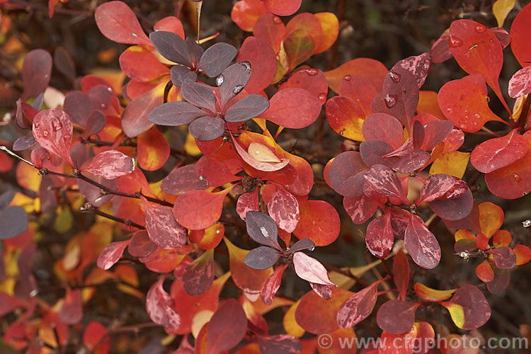 The autumn foliage of Berberis thunbergii 'Rose Glow', a cultivar with pink and white variegation over deep bronze foliage. It does not flower or fruit well and is primarily grown for its foliage. berberis-2186htm'>Berberis. Order: Ranunculales, Family: Berberidaceae