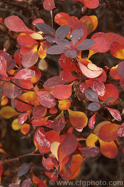 The autumn foliage of Berberis thunbergii 'Rose Glow', a cultivar with pink and white variegation over deep bronze foliage. It does not flower or fruit well and is primarily grown for its foliage. berberis-2186htm'>Berberis. Order: Ranunculales, Family: Berberidaceae