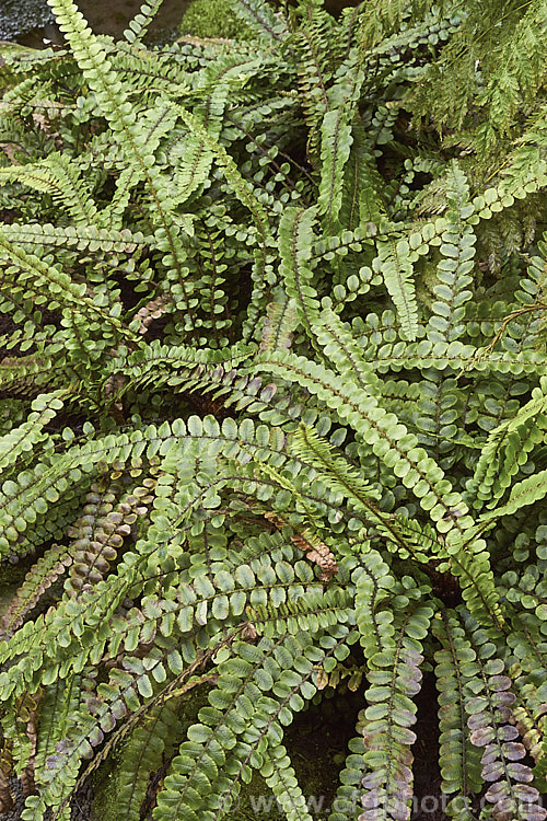 Kiwakiwa (<i>Blechnum fluviatile</i>), a spreading, rhizomatous fern with narrow fronds and distinctive wiry, dark brown fertile fronds. It may develop a short trunk with great age. Native to New Zealand and southeastern Australia, including Tasmania