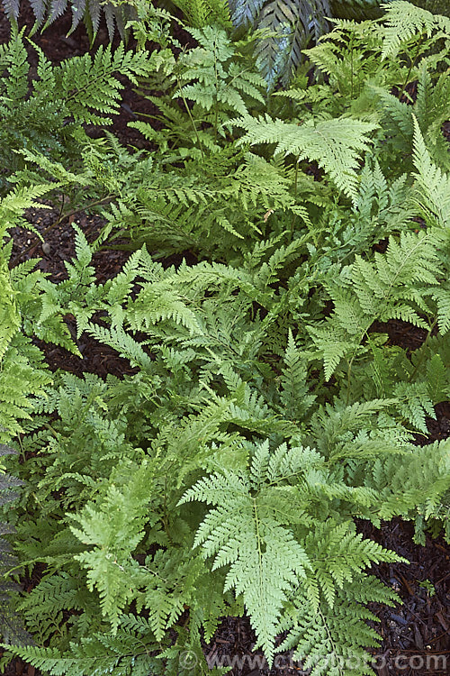 Leptolepia novae-zelandiae photo at Pictures of Plants stock image library