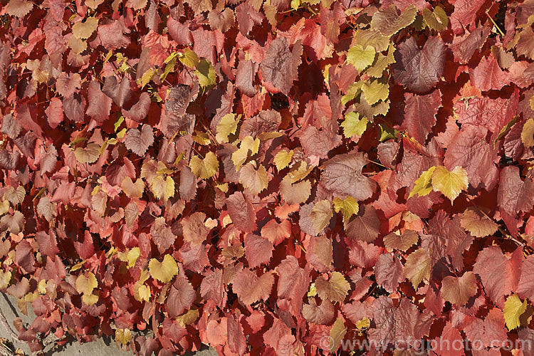The autumn foliage of Tenturier grape (<i>Vitis vinifera 'Purpurea'), a cultivar of the common wine grape, a Eurasian deciduous vine, grown for its vivid autumn colours, as shown here.