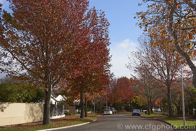 Sweet Gum or Red Gum (<i>Liquidambar styraciflua</i>) used as a street tree. This roughly pyramidal, maple-like deciduous tree up to 45m tall and is a native of the eastern United States. It is famed for its vividly coloured autumn foliage. Order: Saxifragales, Family: Altingiaceae