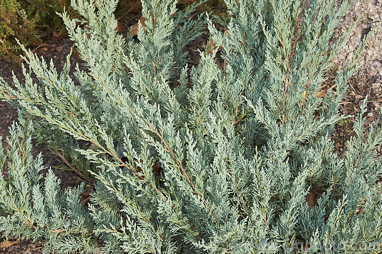 Blue Sargent. Juniper (<i>Juniperus chinensis var. sargentii 'Glauca'), a low, spreading, blue-green foliaged cultivar of the Sargent. Juniper, which is a natural horizontal-branching variety of the Chinese Juniper. Order: Pinales, Family: Cupressaceae