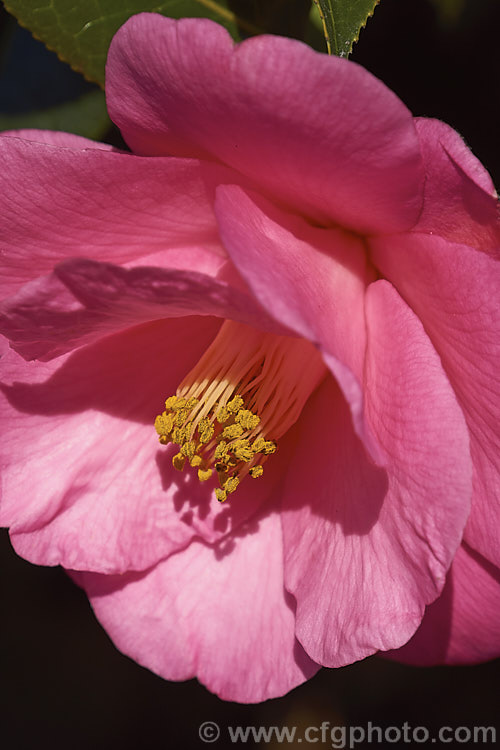 <i>Camellia</i> 'Quercifolia', an early-flowering semi-double Japonica cultivar that is often considered synonymous with 'Kingyo Tsubaki'. However, this form, which is the type grown in Australia and New Zealand, appears to be distinct. Order: Ericales, Family: Theaceae