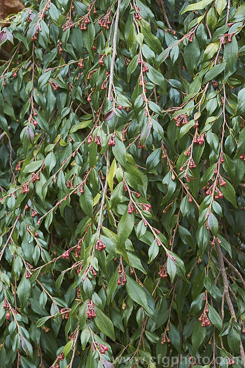 <i>Camellia lutchuensis</i> var. <i>minutiflora</i> (syn. <i>Camellia minutiflora</i>), a small-flowered natural variety of an evergreen shrub native to eastern China, including Hong Kong The species can grow to 6m tall, though var. <i>minutiflora</i> seldom exceeds 4m and often has a semi-weeping growth habit. Order: Ericales, Family: Theaceae