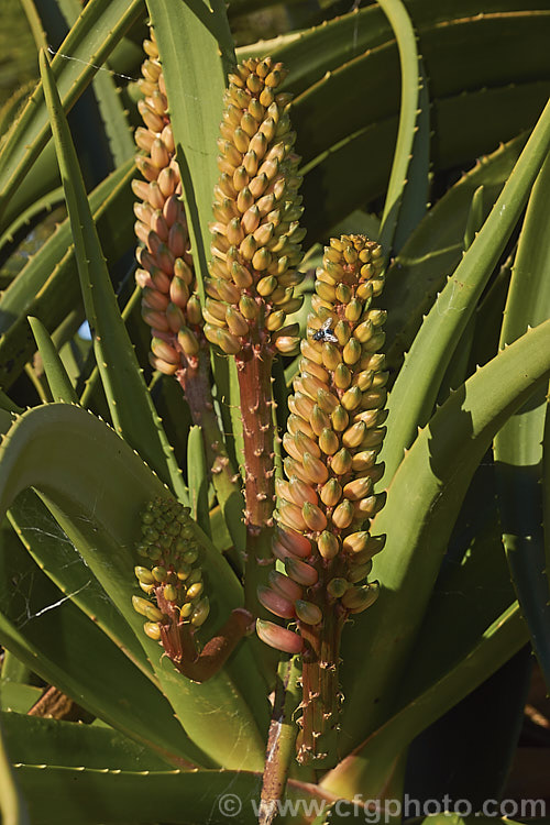 The developing inflorescences of Aloidendron barberae (syns. Aloidendron bainesii, Aloe bainesii</i>), a tree-like aloe native to South Africa, Swaziland and Mozambique. It can reach 18m tall, with sturdy branches, leaves to 90cm long and inflorescences of green-tipped pink to deep reddish pink flowers in winter. aloidendron-3660htm'>Aloidendron.