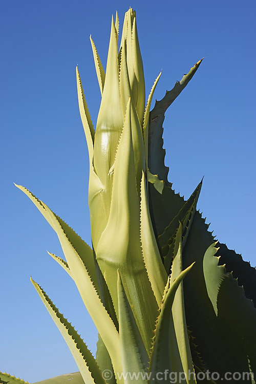 The tip of the developing flower spike of a Century Plant (<i>Agave americana</i>), a large monocarpic succulent native to eastern Mexico. The thick fleshy leaves are edged with fierce teeth and the flower spike can grow to over 6m tall Although given the name Century Plant because it was thought to flower once in a hundred years, the rosettes actually take around 8-15 years to mature to flowering size, after which they die, to be replaced by suckers. Order: Asparagales, Family: Asparagaceae