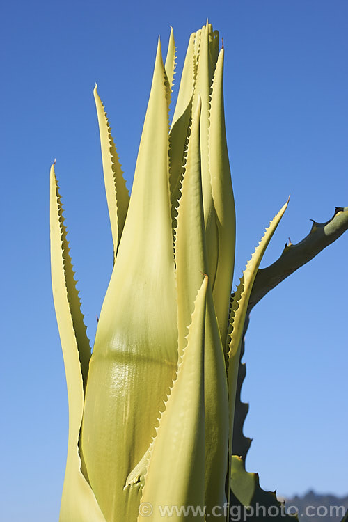 The tip of the developing flower spike of a Century Plant (<i>Agave americana</i>), a large monocarpic succulent native to eastern Mexico. The thick fleshy leaves are edged with fierce teeth and the flower spike can grow to over 6m tall Although given the name Century Plant because it was thought to flower once in a hundred years, the rosettes actually take around 8-15 years to mature to flowering size, after which they die, to be replaced by suckers. Order: Asparagales, Family: Asparagaceae