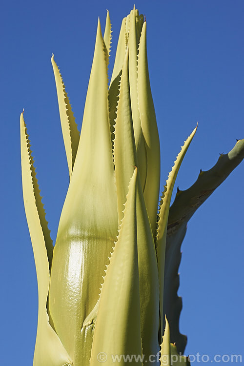 The tip of the developing flower spike of a Century Plant (<i>Agave americana</i>), a large monocarpic succulent native to eastern Mexico. The thick fleshy leaves are edged with fierce teeth and the flower spike can grow to over 6m tall Although given the name Century Plant because it was thought to flower once in a hundred years, the rosettes actually take around 8-15 years to mature to flowering size, after which they die, to be replaced by suckers. Order: Asparagales, Family: Asparagaceae