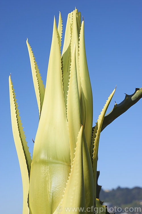 The tip of the developing flower spike of a Century Plant (<i>Agave americana</i>), a large monocarpic succulent native to eastern Mexico. The thick fleshy leaves are edged with fierce teeth and the flower spike can grow to over 6m tall Although given the name Century Plant because it was thought to flower once in a hundred years, the rosettes actually take around 8-15 years to mature to flowering size, after which they die, to be replaced by suckers. Order: Asparagales, Family: Asparagaceae