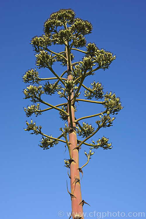 The spent flower spike of a Century Plant (<i>Agave americana</i>), a large monocarpic succulent native to eastern Mexico. The thick fleshy leaves are edged with fierce teeth and the flower spike can grow to over 6m tall Although given the name Century Plant because it was thought to flower once in a hundred years, the rosettes actually take around 8-15 years to mature to flowering size, after which they die, to be replaced by suckers. Order: Asparagales, Family: Asparagaceae