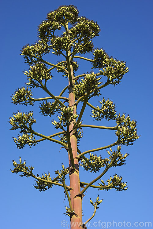 The spent flower spike of a Century Plant (<i>Agave americana</i>), a large monocarpic succulent native to eastern Mexico. The thick fleshy leaves are edged with fierce teeth and the flower spike can grow to over 6m tall Although given the name Century Plant because it was thought to flower once in a hundred years, the rosettes actually take around 8-15 years to mature to flowering size, after which they die, to be replaced by suckers. Order: Asparagales, Family: Asparagaceae