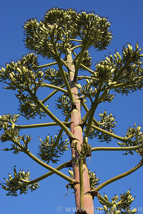 The spent flower spike of a Century Plant (<i>Agave americana</i>), a large monocarpic succulent native to eastern Mexico. The thick fleshy leaves are edged with fierce teeth and the flower spike can grow to over 6m tall Although given the name Century Plant because it was thought to flower once in a hundred years, the rosettes actually take around 8-15 years to mature to flowering size, after which they die, to be replaced by suckers. Order: Asparagales, Family: Asparagaceae