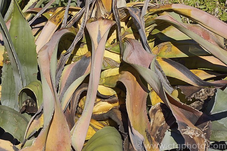 The base of a spent flower spike of a Century Plant (<i>Agave americana</i>), a large monocarpic succulent native to eastern Mexico. The thick fleshy leaves are edged with fierce teeth and the flower spike can grow to over 6m tall Although given the name Century Plant because it was thought to flower once in a hundred years, the rosettes actually take around 8-15 years to mature to flowering size, after which they die, to be replaced by suckers. Order: Asparagales, Family: Asparagaceae