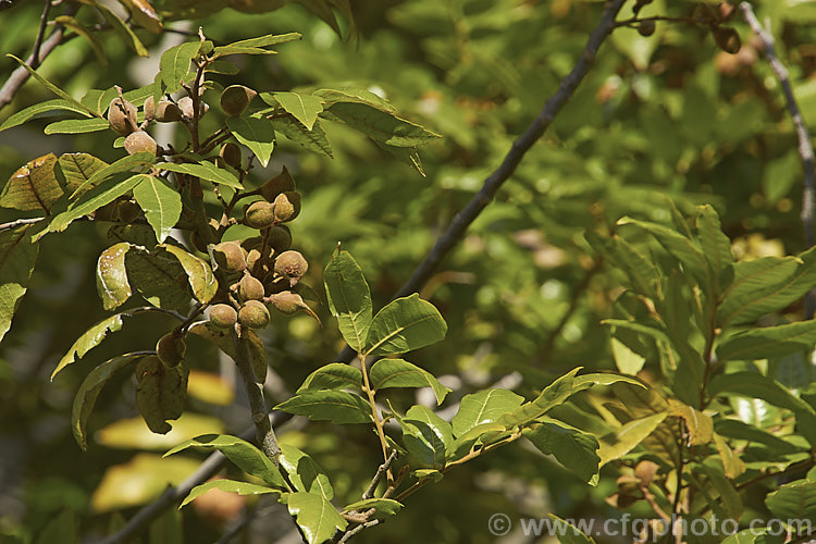 Titoki or New Zealand Oak (<i>Alectryon excelsus</i>) with near-mature seed capsules. This evergreen tree is up to 9m tall and is found in New Zealand from North Cape in the north to Banks. Peninsula and Westport in the south. It sprays of small red flowers are not conspicuous but are followed by rusty brown capsules that open when ripe to reveal a jet black seed on a bright red aril. alectryon-2250htm'>Alectryon. <a href='sapindaceae-plant-family-photoshtml'>Sapindaceae</a>.