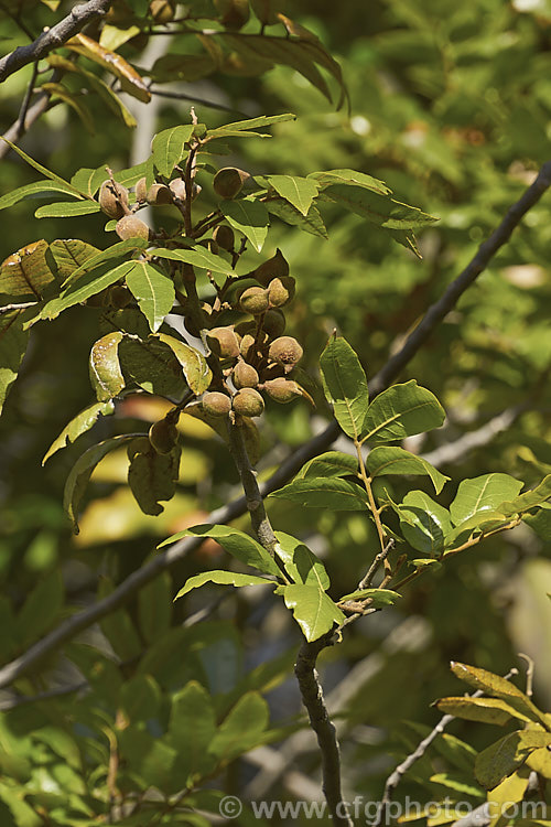 Titoki or New Zealand Oak (<i>Alectryon excelsus</i>) with near-mature seed capsules. This evergreen tree is up to 9m tall and is found in New Zealand from North Cape in the north to Banks. Peninsula and Westport in the south. It sprays of small red flowers are not conspicuous but are followed by rusty brown capsules that open when ripe to reveal a jet black seed on a bright red aril. alectryon-2250htm'>Alectryon. <a href='sapindaceae-plant-family-photoshtml'>Sapindaceae</a>.