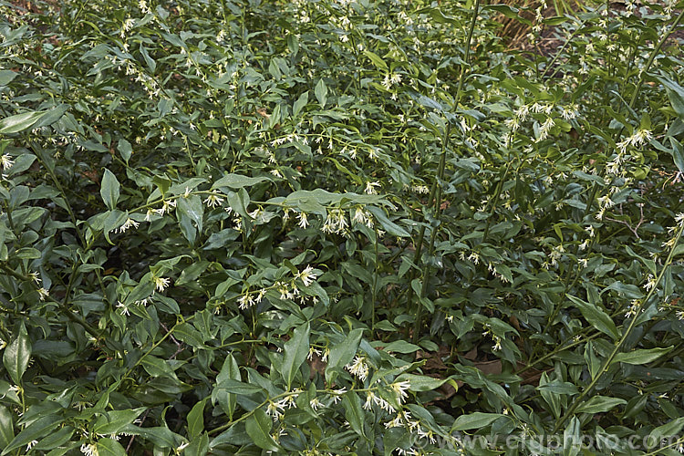 Sarcococca confusa (syn. Sarcococca humilis</i>), an evergreen, winter-flowering shrub, the wild origins of which are obscure. Similar in foliage and flower to the more common. Sarcococca ruscifolia, it grows to as much as 2m tall and has abundant fruit that turns from red to deep glossy black as it matures. sarcococca-2486htm'>Sarcococca. <a href='buxaceae-plant-family-photoshtml'>Buxaceae</a>.