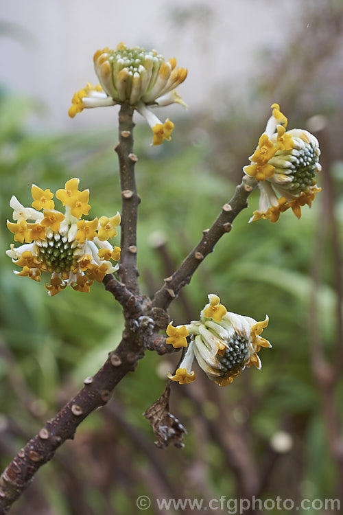 Paper. Bush (<i>Edgeworthia chrysantha</i>), a deciduous shrub native to China. It grows to about 18m high, branching and shooting from the base. The yellow flowers are fragrant and open from very early spring, before the foliage develops. It is often sold as Edgeworthia papyrifera. edgeworthia-2238htm'>Edgeworthia. <a href='thymelaeaceae-plant-family-photoshtml'>Thymelaeaceae</a>.