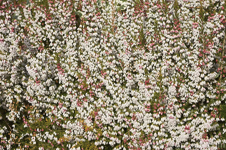 Portuguese. Heath (<i>Erica lusitanica</i>), found over much of the Iberian. Peninsula and in southwest France, this winter- to early spring-flowering evergreen shrub is very similar to the tree heath (<i>Erica arborea</i>) but is less stoutly built. It grows to 35m tall and as it can self-sow freely it is considered a weed in some areas. erica-2109htm'>Erica. Order: Ericales, Family: Ericaceae