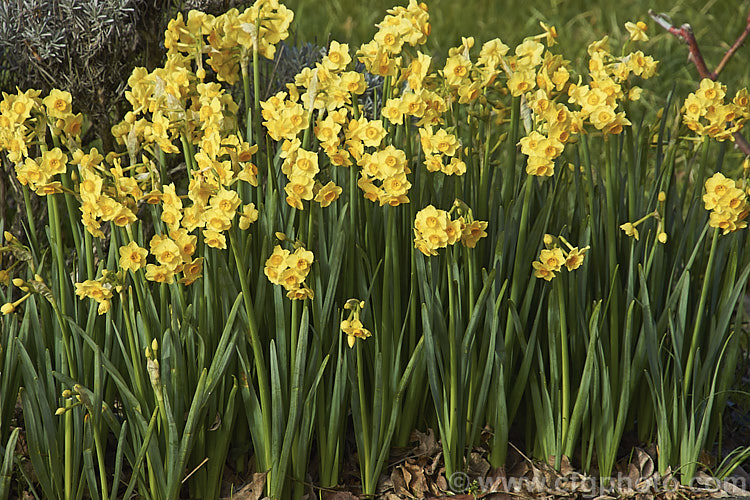 Narcissus tazetta subsp. aureus, a subspecies of the Bunch-flowered Narcissus or Polyanthus. Narcissus in which the perianth segments are yellow instead of the usual cream and the corona is deep gold to orange rather than the yellow of the basic species. Subspecies aureus occur from southern France through. Italy and Sardinia to Algeria and is very early-flowering. Order: Asparagales, Family: Amaryllidaceae