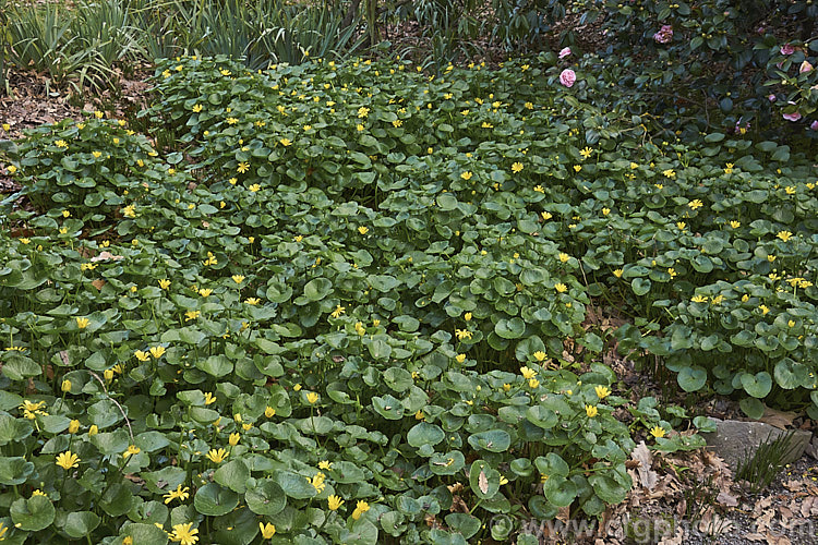 Kingcup or Marsh. Marigold (<i>Caltha palustris</i>), a spring-flowering ranunculus-like perennial with a preference for damp to wet soil. It occurs naturally over much of the temperate. Northern Hemisphere and has naturalised in other temperate climates. caltha-2630htm'>Caltha.