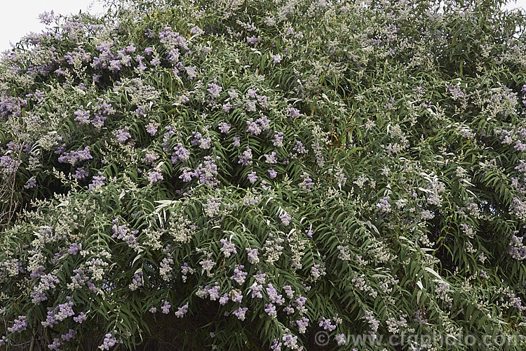 South African. Sage. Wood (<i>Buddleja salviifolia</i>), an evergreen, late winter- to early spring-flowering large shrub native to southern and eastern Africa. Its ease of cultivation, early flowering and tendency to have occasional flowerheads throughout the year make this species an important nectar source for butterflies and bees, even though it can be somewhat invasive. buddleja-2053htm'>Buddleja. <a href='scrophulariaceae-plant-family-photoshtml'>Scrophulariaceae</a>.