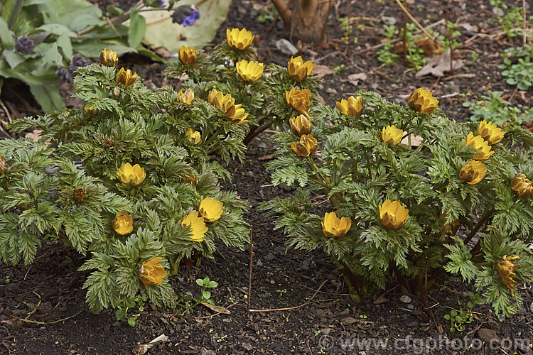 <i>Adonis amurensis</i>, a small, hardy, winter- to early spring-flowering perennial native to northeastern China, Japan and Korea. A relative of the buttercups, as shown by the flowers, it grows to around 15cm tall and the first flowers can appear before the ferny foliage emerges. Order: Ranunculales, Family: Ranunculaceae