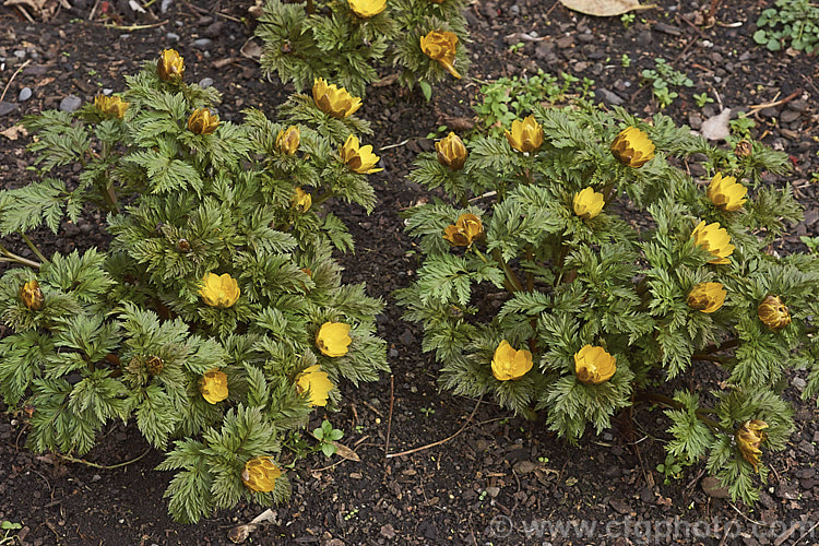 <i>Adonis amurensis</i>, a small, hardy, winter- to early spring-flowering perennial native to northeastern China, Japan and Korea. A relative of the buttercups, as shown by the flowers, it grows to around 15cm tall and the first flowers can appear before the ferny foliage emerges. Order: Ranunculales, Family: Ranunculaceae