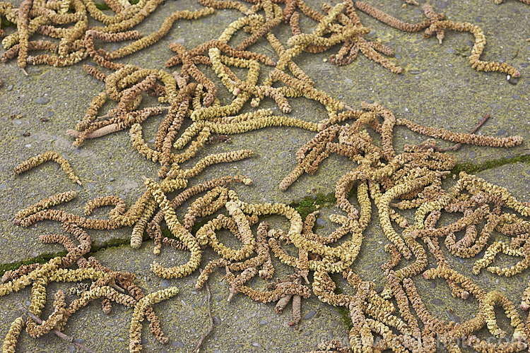 Fallen pollen catkins of Corylus avellana 'Butler', a cultivar of the Hazel, Hazelnut or Cob. Nut, a deciduous shrub or small tree to over 6m tall. The hazel is native to Europe and produces its catkins in late winter to early spring, with the fruit maturing from late summer 'Butler' is sometimes listed as a Corylus maxima cultivar. corylus-2427htm'>Corylus. <a href='betulaceae-plant-family-photoshtml'>Betulaceae</a>.