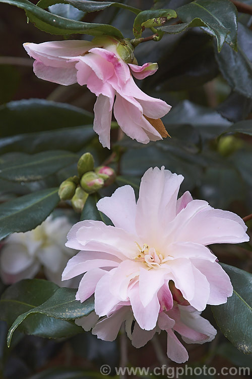 <i>Camellia</i> 'Star Above Star', a very late blooming cultivar of <i>Camellia vernalis</i> that is usually included with the <i>Camellia sasanqua</i> cultivars. It may be thought of as either a late autumn camellia or a very early spring flower. Order: Ericales, Family: Theaceae