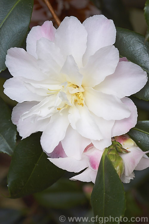 <i>Camellia</i> 'Star Above Star', a very late blooming cultivar of <i>Camellia vernalis</i> that is usually included with the <i>Camellia sasanqua</i> cultivars. It may be thought of as either a late autumn camellia or a very early spring flower. Order: Ericales, Family: Theaceae