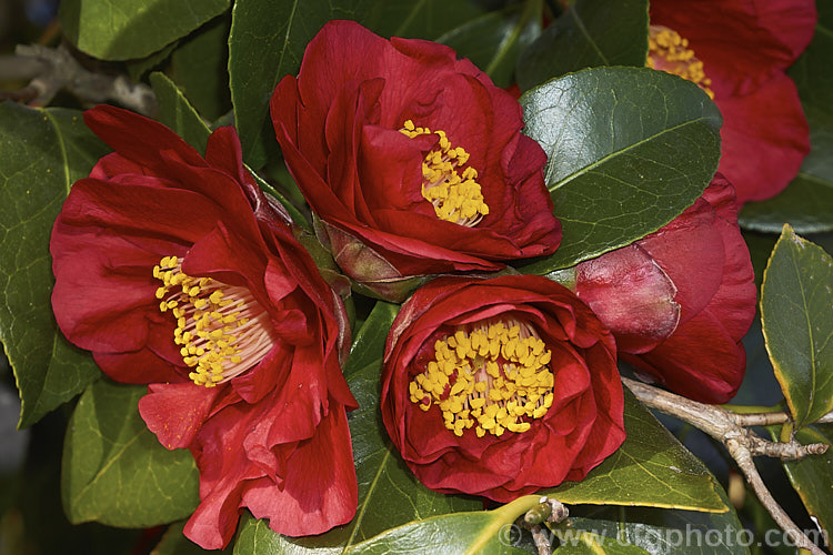 <i>Camellia</i> 'Bob Hope', one of the brightest deep red-flowered camellias, this Nuccio Japonica hybrid was introduced in 1972. Order: Ericales, Family: Theaceae