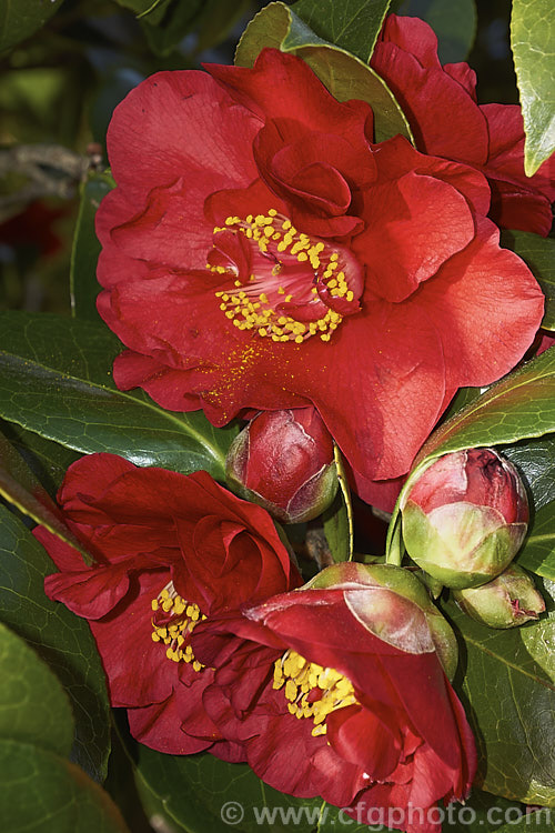 <i>Camellia</i> 'Bob Hope', one of the brightest deep red-flowered camellias, this Nuccio Japonica hybrid was introduced in 1972. Order: Ericales, Family: Theaceae