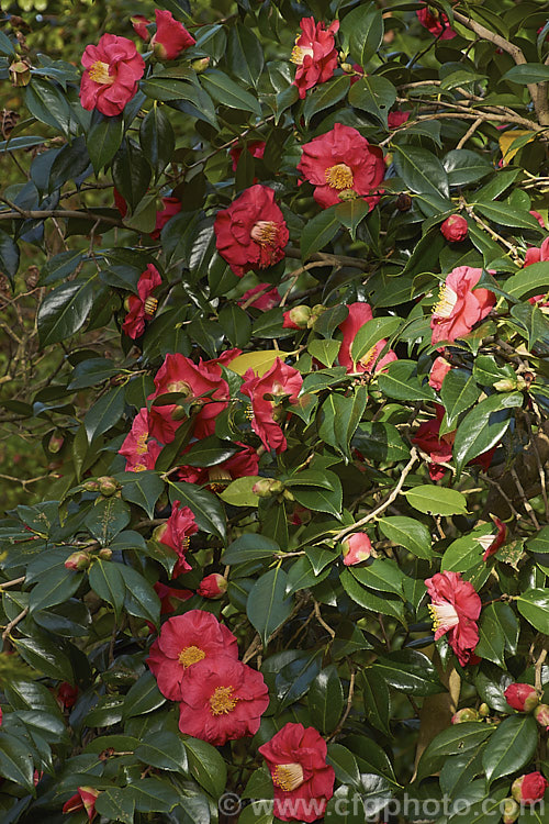 <i>Camellia</i> 'Guilio Nuccio', a large-flowered, Californian-raised Japonica introduced in 1956. The velvety flowers are a deep pink bordering on red. Order: Ericales, Family: Theaceae