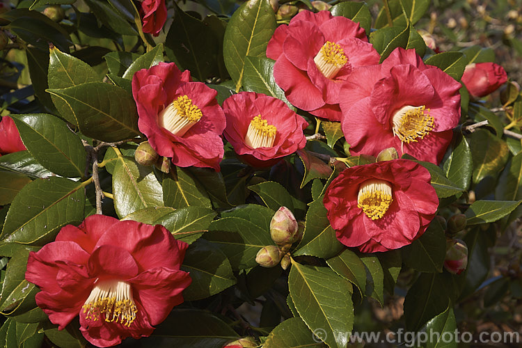 <i>Camellia</i> 'Guilio Nuccio', a large-flowered, Californian-raised Japonica introduced in 1956. The velvety flowers are a deep pink bordering on red. Order: Ericales, Family: Theaceae