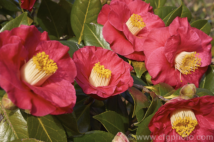 <i>Camellia</i> 'Guilio Nuccio', a large-flowered, Californian-raised Japonica introduced in 1956. The velvety flowers are a deep pink bordering on red. Order: Ericales, Family: Theaceae