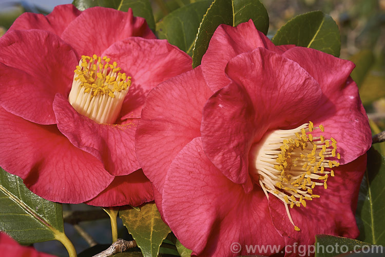 <i>Camellia</i> 'Guilio Nuccio', a large-flowered, Californian-raised Japonica introduced in 1956. The velvety flowers are a deep pink bordering on red. Order: Ericales, Family: Theaceae