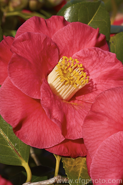 <i>Camellia</i> 'Guilio Nuccio', a large-flowered, Californian-raised Japonica introduced in 1956. The velvety flowers are a deep pink bordering on red. Order: Ericales, Family: Theaceae