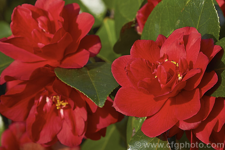 <i>Camellia</i> 'Dixie Knight', a long-flowering, American-raised, informal double-flowered Japonica cultivar introduced in 1955. The bright red flowers often show small white flecks and several variegated flowered sports have been introduced. Order: Ericales, Family: Theaceae